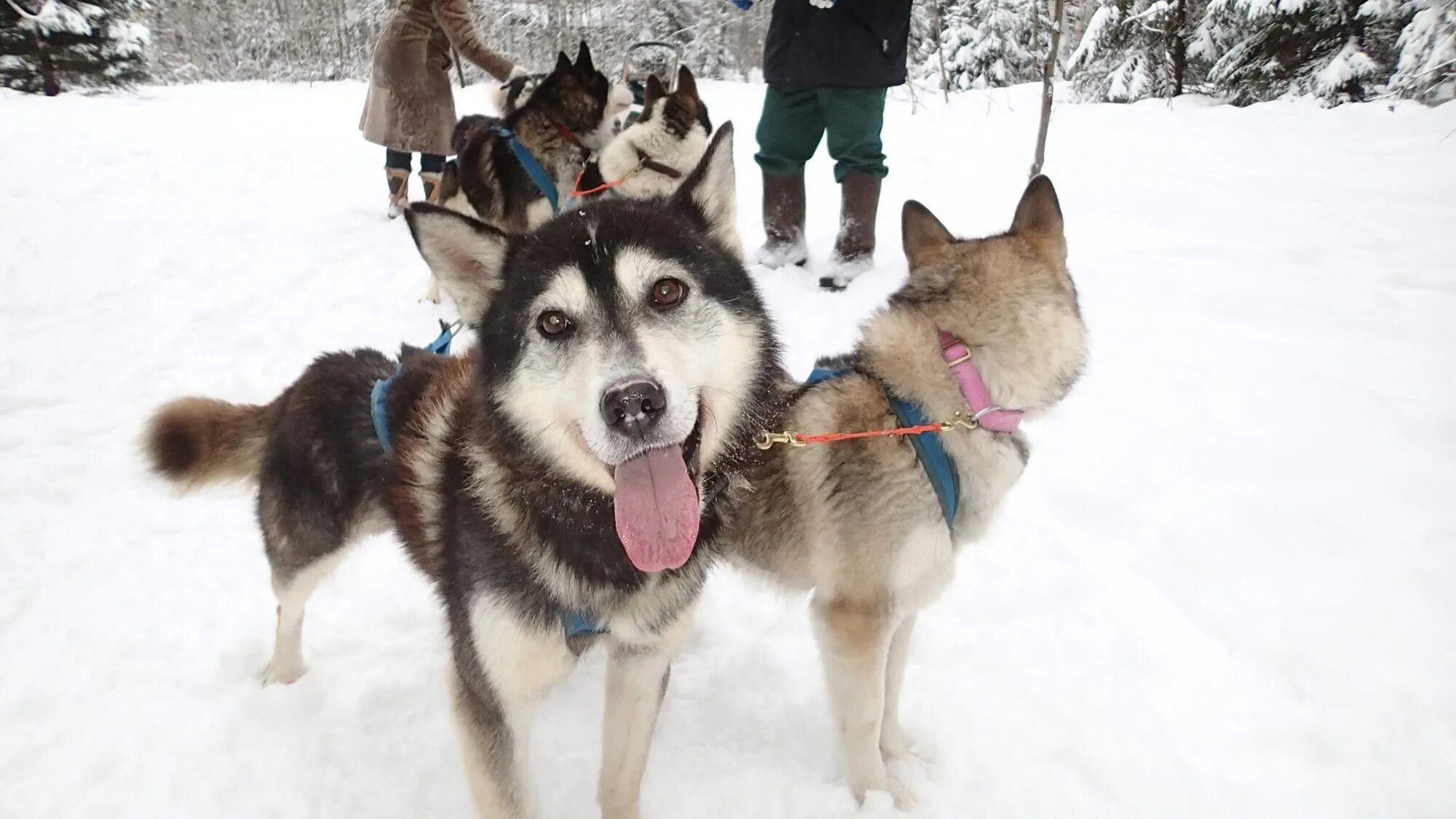 Сопоха карелия хаски. Питомник ездовых собак в карелии. Хаски в упряжке. Эко комплекс хаски моа. Карелия зимой собачьи упряжки.