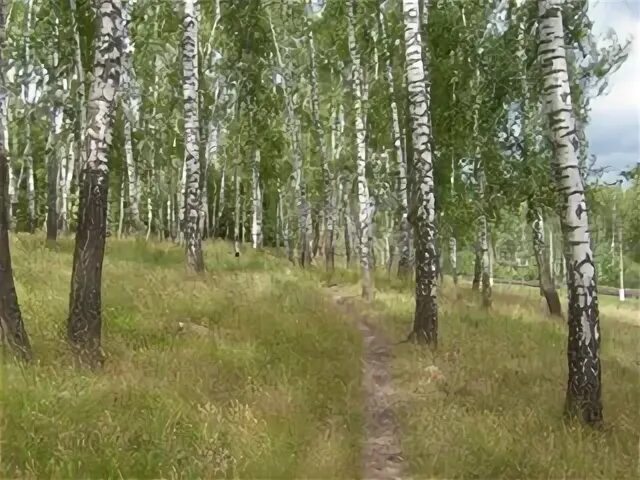 Дорога лес россия. Саракташ березовая роща. Лесная дорога. Березовая роща назарово. Березовая роща назарово.