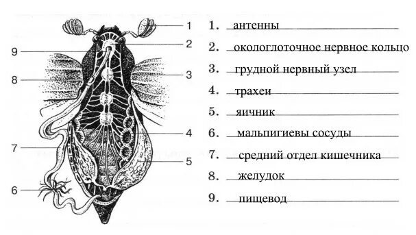 Выбери что обозначено цифрой 5