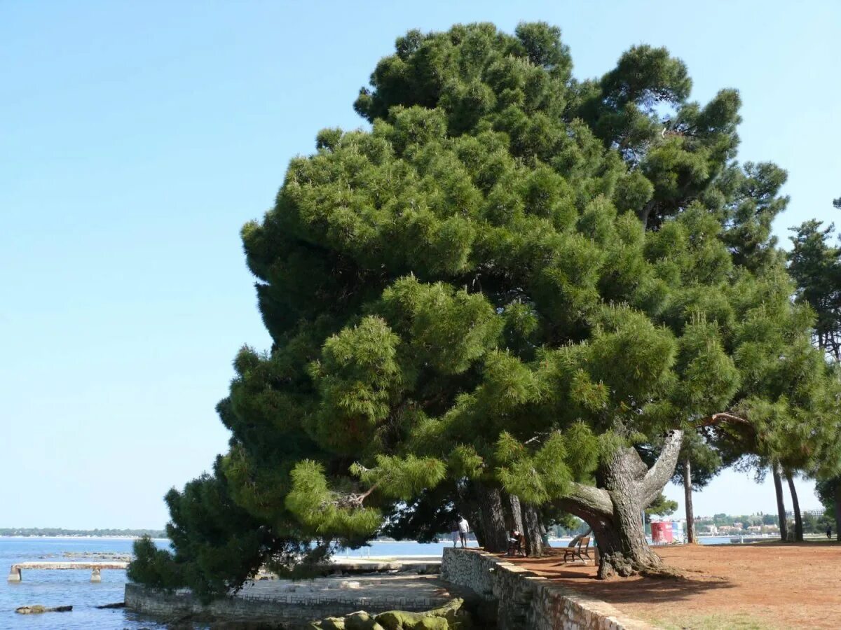 Хвойные турции. Сосна Крымская (Pinus pallasiana). Сосна черная Крымская. Калабрийская сосна обыкновенная. Сосна калабрийская Pinus brutia.