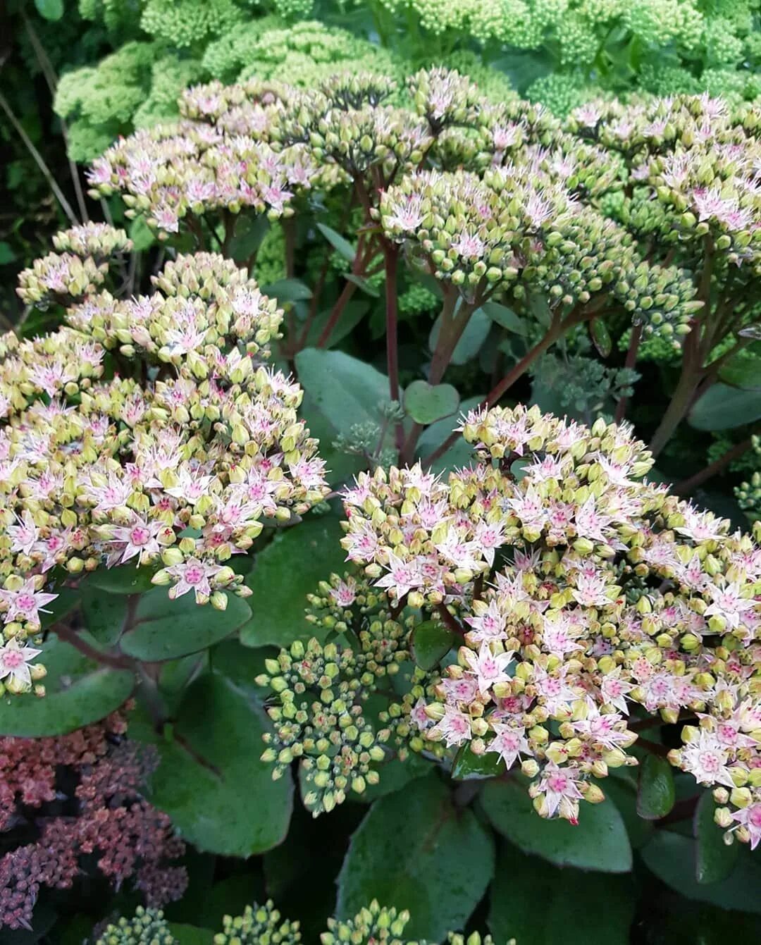 Заячья капуста суккулент. Очиток видный (sedum spectabile `carmen`). Очиток миддендорфа. Очиток видный 'herbstfreude'. Очиток видный санкиссед.
