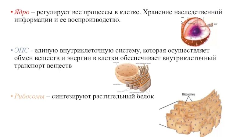 Наследственная информация в растительной клетке. ЭПС растительной клетки. Строение клетки хранение наследственной информации. Наследственный материал ядра