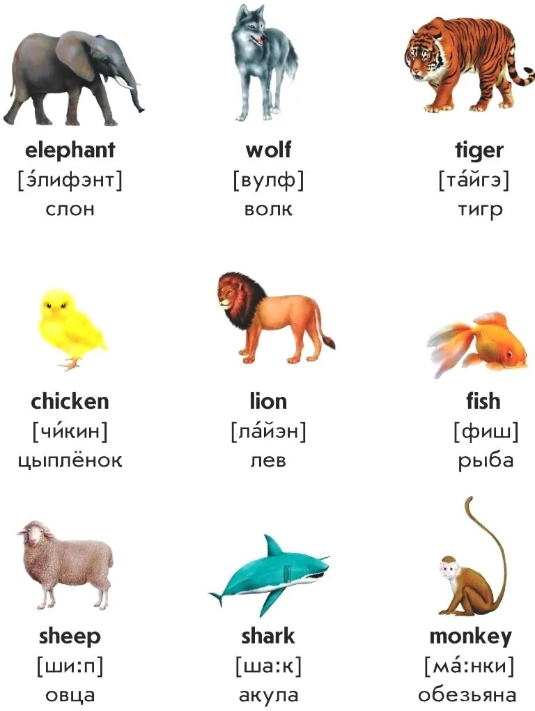 Есть дети перевод на английский. Животные на английском 2 класс с переводом на русский. Названия животных на английском языке с переводом на русский 2 класс. Животные на английском языке с переводом и транскрипцией для детей. Животные на английском для 2 класса с транскрипцией и переводом.