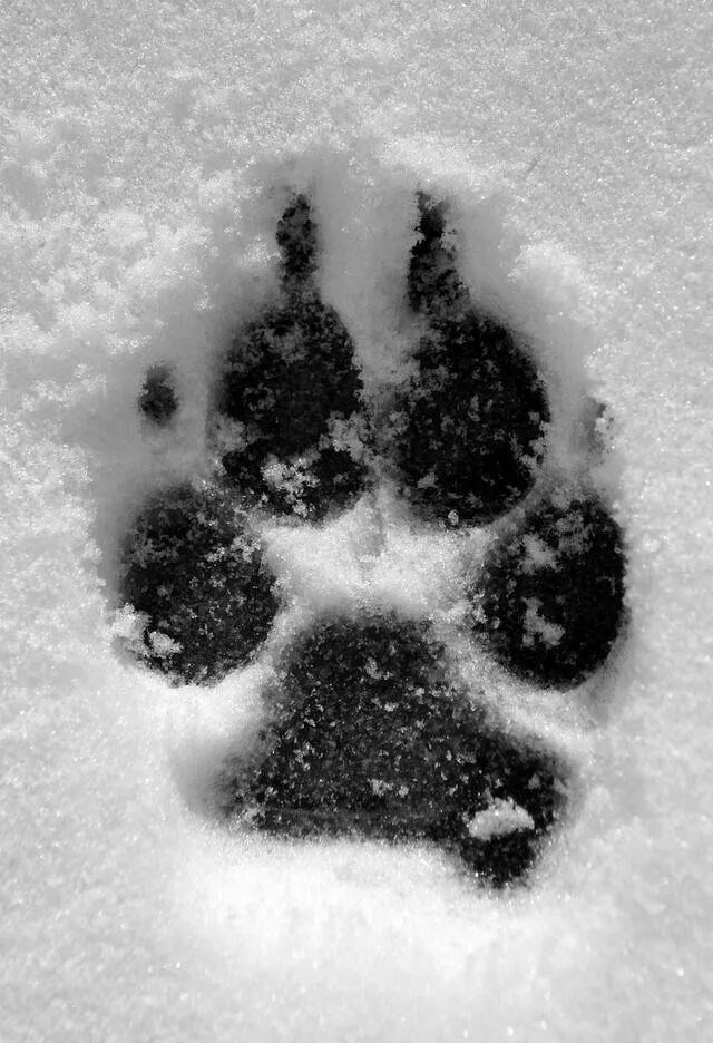 След волка. Собачьи следы на снегу. Следы собаки на снегу. Отпечаток волчьей лапы.