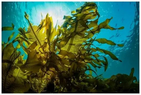 Есть ли в морях водоросли