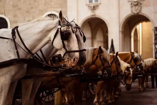 Лошади в Каире. Король или лошадь. King on a Horse.