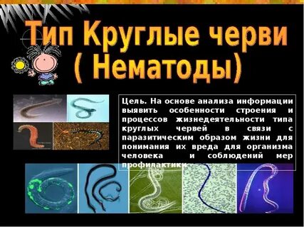 Круглые черви презентация 8 класс биология