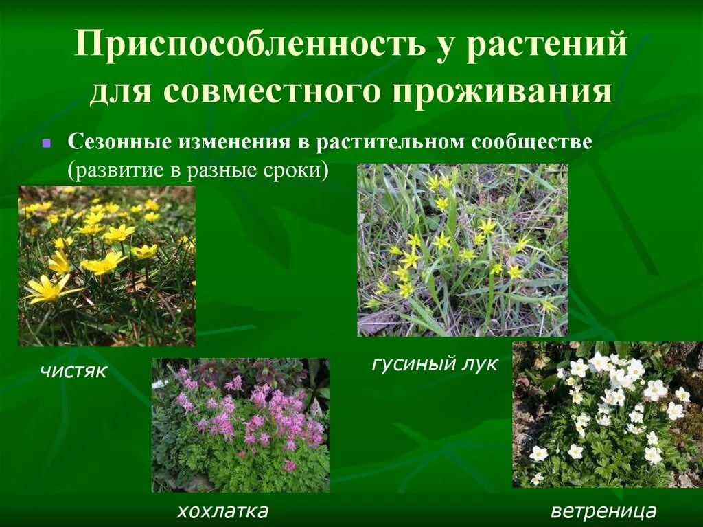 Изменения в растительном сообществе кратко