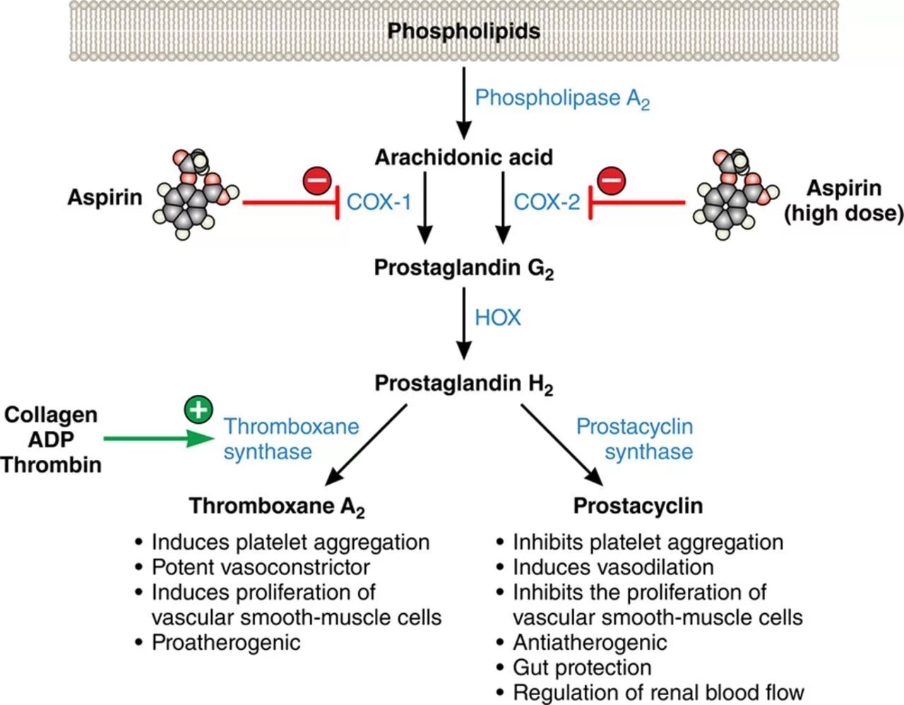 Механизм действия никотиновой кислоты схема. Aspirin mechanism of Action. Никотиновая кислота механизм действия фармакология. Механизм действия дротаверина схема. Механизм действия аспирина