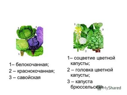 Соцветие капусты