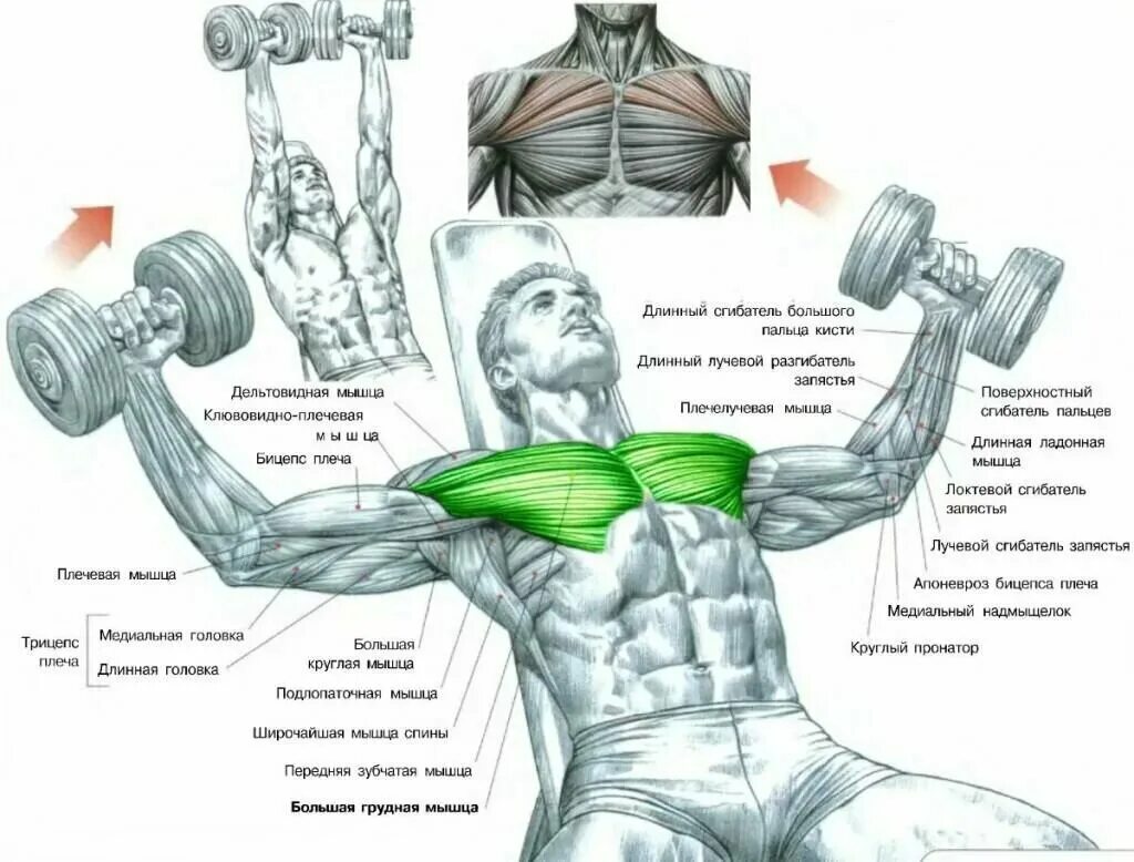 Какие упражнения для развития мышц. Упражнения на верх грудных мышц. Упражнения для мышц верхней части грудины для мужчин. Упражнения для накачивания грудных мышц для мужчин. Упражнения для качания грудных мышц для мужчин.