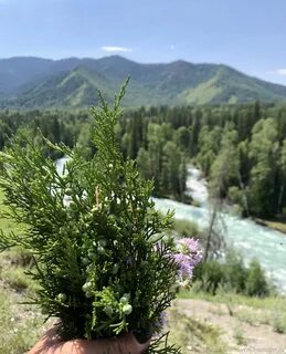 Кедровый алтай