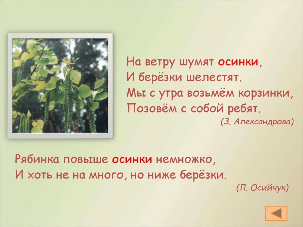 Какое дерево без ветра шумит. Словарное слово осина. Без ветра листья не шелестят. Какое дерево дрожит без ветра.