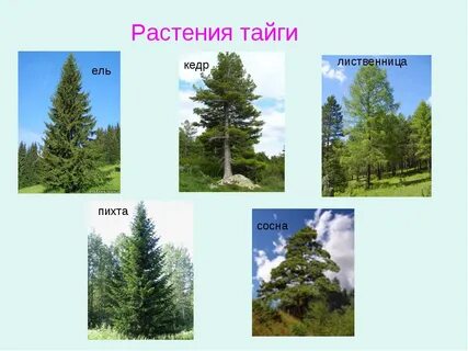 В какой зоне растут хвойные деревья