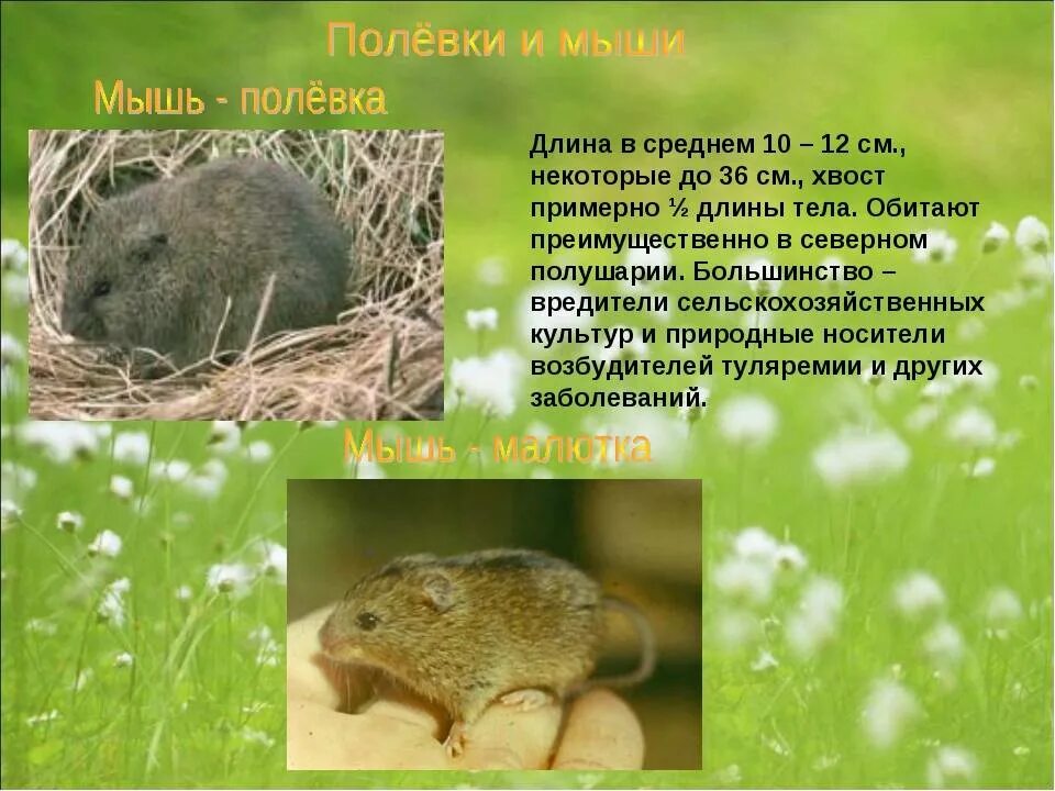 Сообщение животные луга 2 класс окружающий мир. Животные луга. информация о животных луга. сообщение о луговых животных. образ жизни полевой мыши.