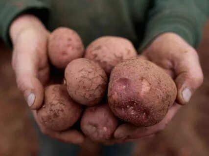 Сорт картофеля Американка выращивается уже более полутора веков. 