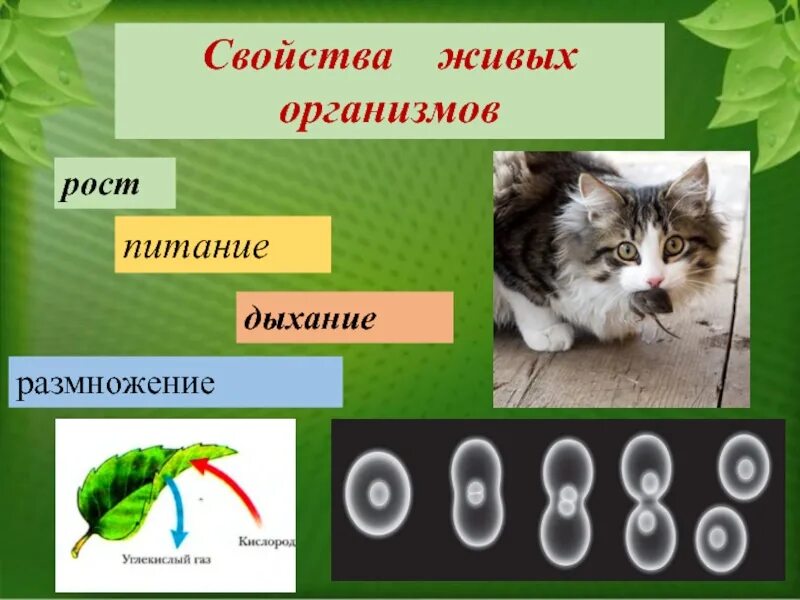 Перестали размножаться. Размножение свойство живых организмов. Свойства живых организмов 6 класс биология. Свойства живых организмов 5 класс биология. Рост и развитие свойства живых организмов.