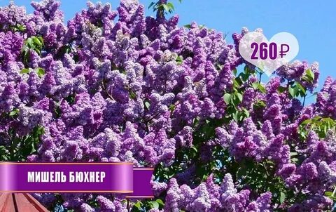 Ргуст