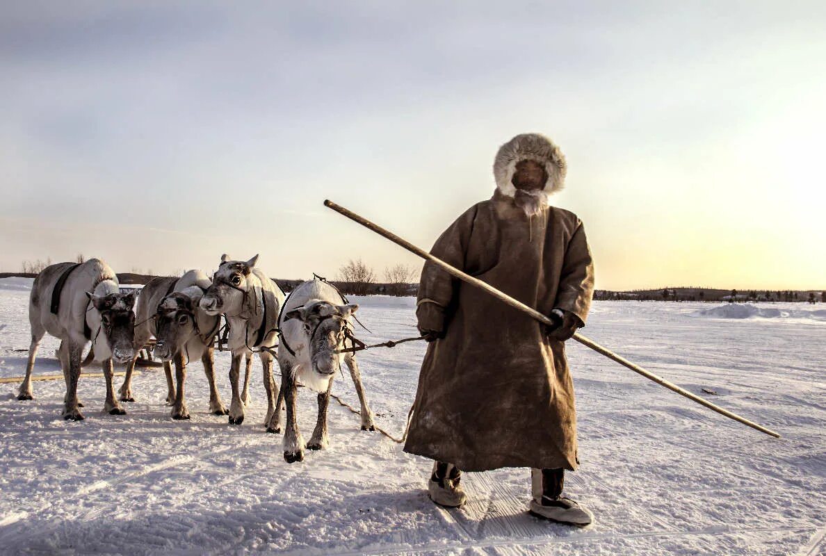 Жители тундры. Путешественник тундра. Тундра и человек. Современные жители тундры.