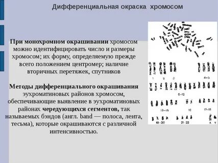 Типы окраски хромосом