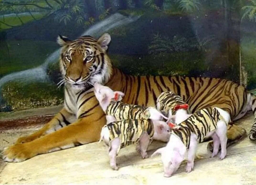 Животные которые живут на других животных