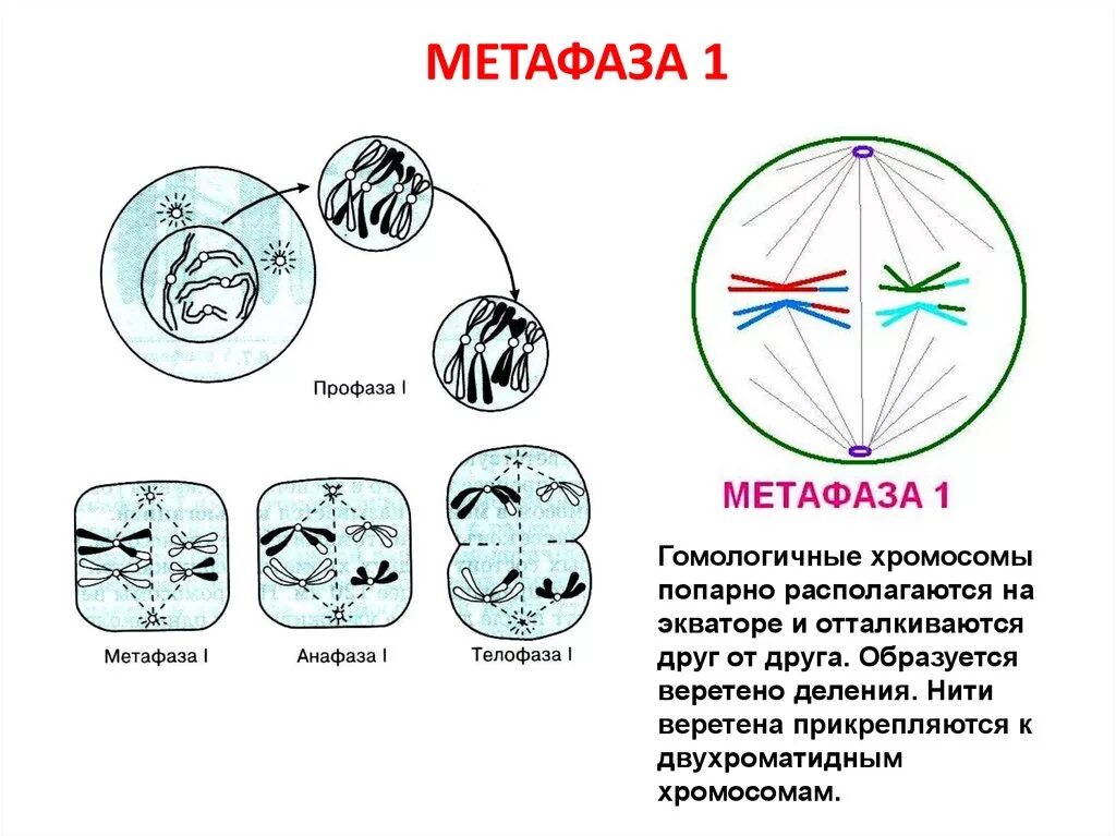Метафаза анафаза телофаза анафаза. Анафаза мейоза 1. Метафаза анафаза 1. Профаза метафаза анафаза телофаза.