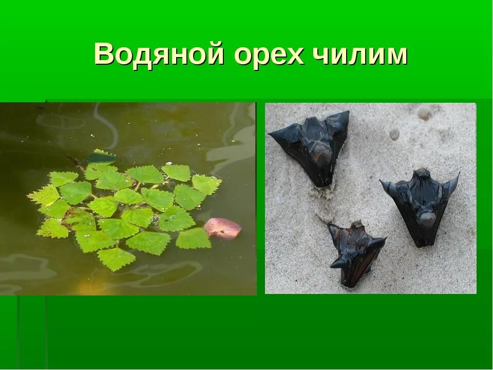 Водяной орех - чалим. Погребок народной медицыны Дзен