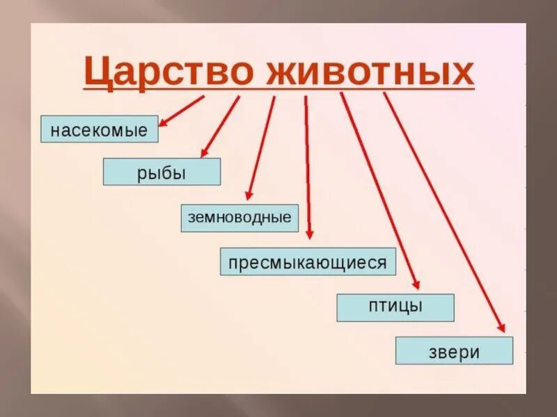 Разнообразие животных 3 класс видеоурок. Представители царства животных 2 класс. Представители царства животных 5 класс биология. Царство животных 5 класс биология. В царстве животных.