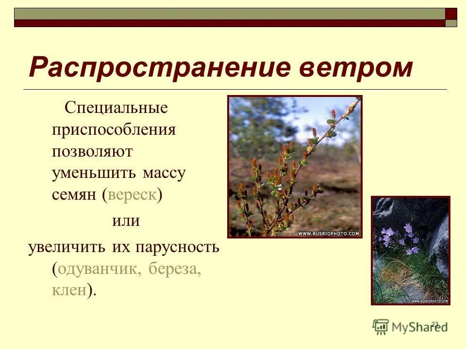 способ распространения семян одуванчика. приспособления к распространению плодов и семян. распространение семян с помощью ветра. приспособления семнни к распространени. способ распространения плодов ветром.