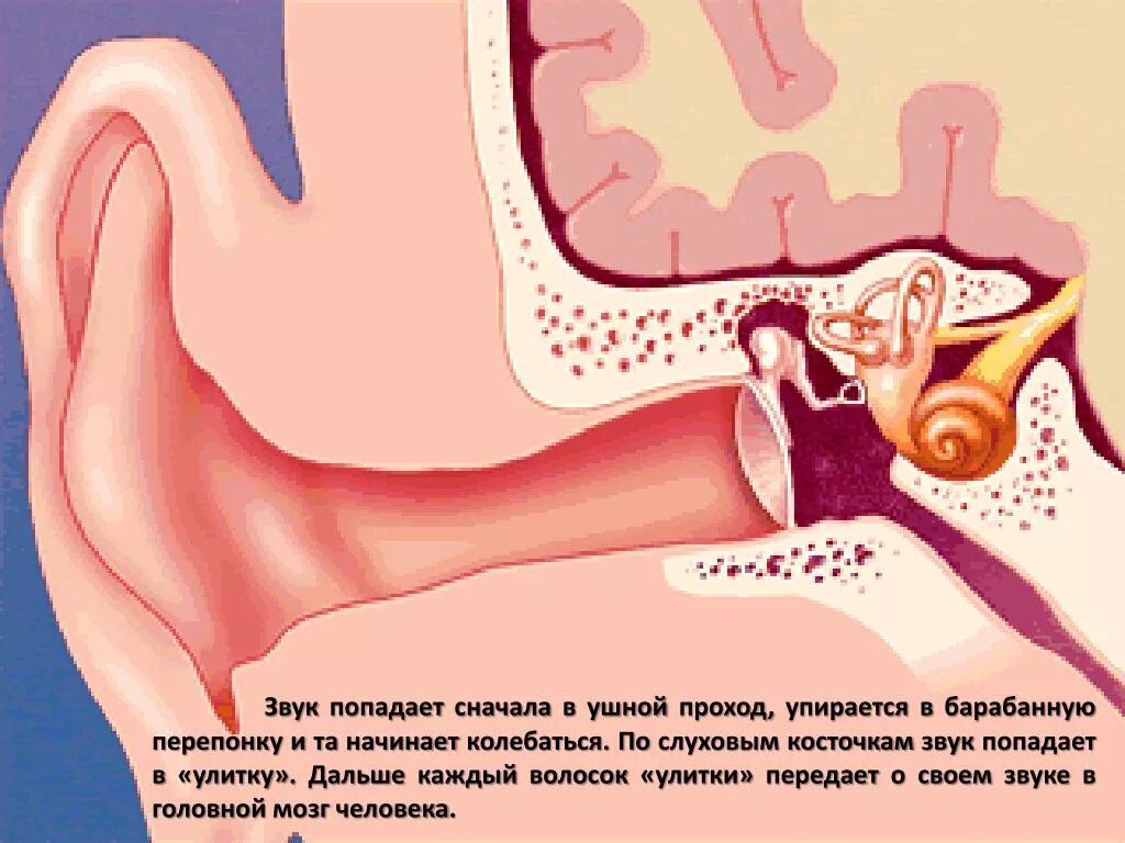 Отосклероз барабанная перепонка. Строение уха. Слышащий приятные звуки