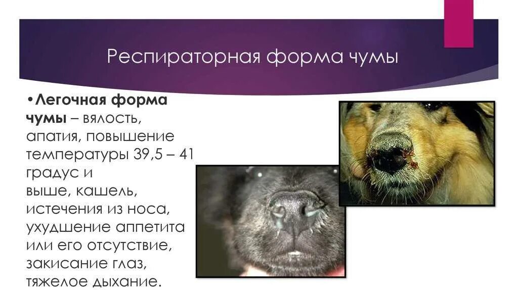 Чума у животных