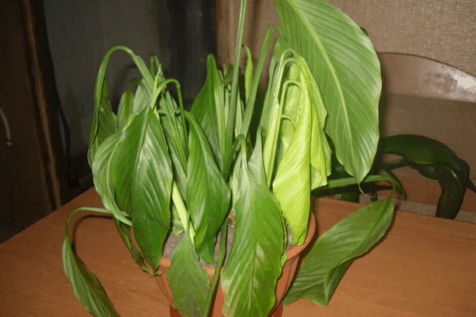 Желтеют листья у комнатных растений что делать. Калатея спатифиллум. Спатифиллум Уоллиса. Спатифиллум геликониелистный.