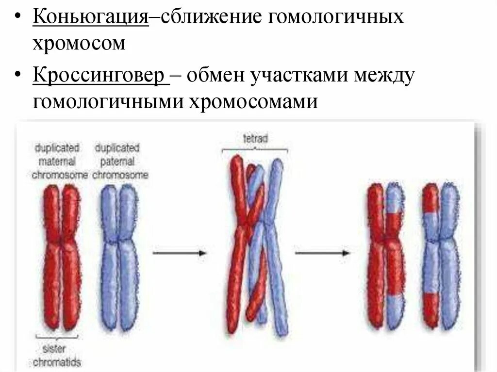 Гомологичные хромосомы схема. Гомологичные хромосомы в метафазе мейоза. Гомологичные и сестринские хромосомы. Сближение гомологических хромосом.