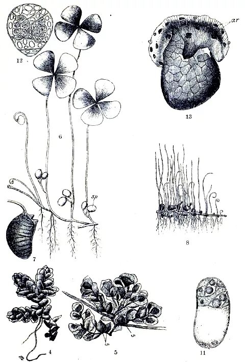 Сорус гаметофит. Спорокарпии сальвинии. Жизненный цикл сальвинии. Сальвиния плавающая спорокарпии. Спорокарпий марсилеи.