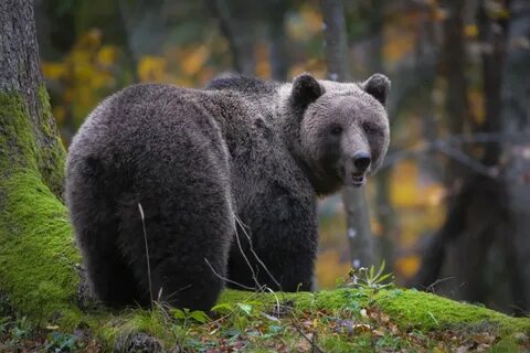 Дышащий медведь