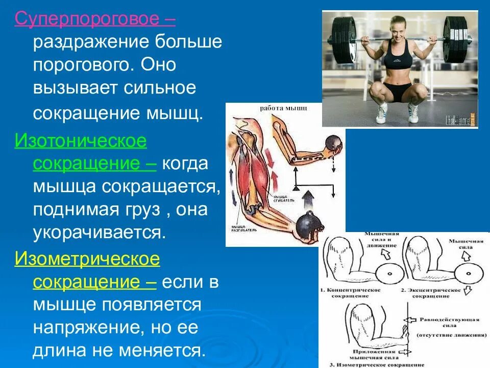 Сокращения мышц вызваны раздражением. Изотонический тип мышечного сокращения. изотоническое и изометрическое сокращение мышц. изотоническое сокращение мышц это. изометрияное сокращение мышц.