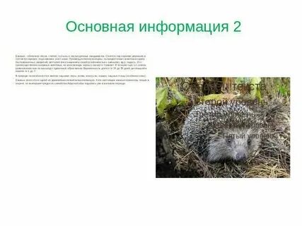 Животные занесенные в красную книгу республики татарстан
