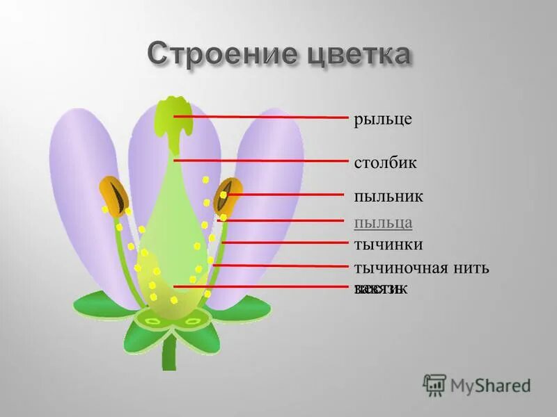 Нижняя расширенная часть пестика. Тычиночная нить пыльник столбик. Строение цветка рыльце. Строение пыльцы цветка. Пыльник пыльца тычиночная нить.