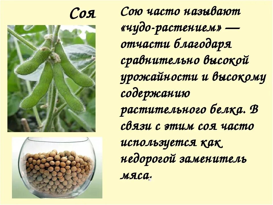 Как найти сое. Соя. сообщение о сое. бобовые культурные растения. соя растение.