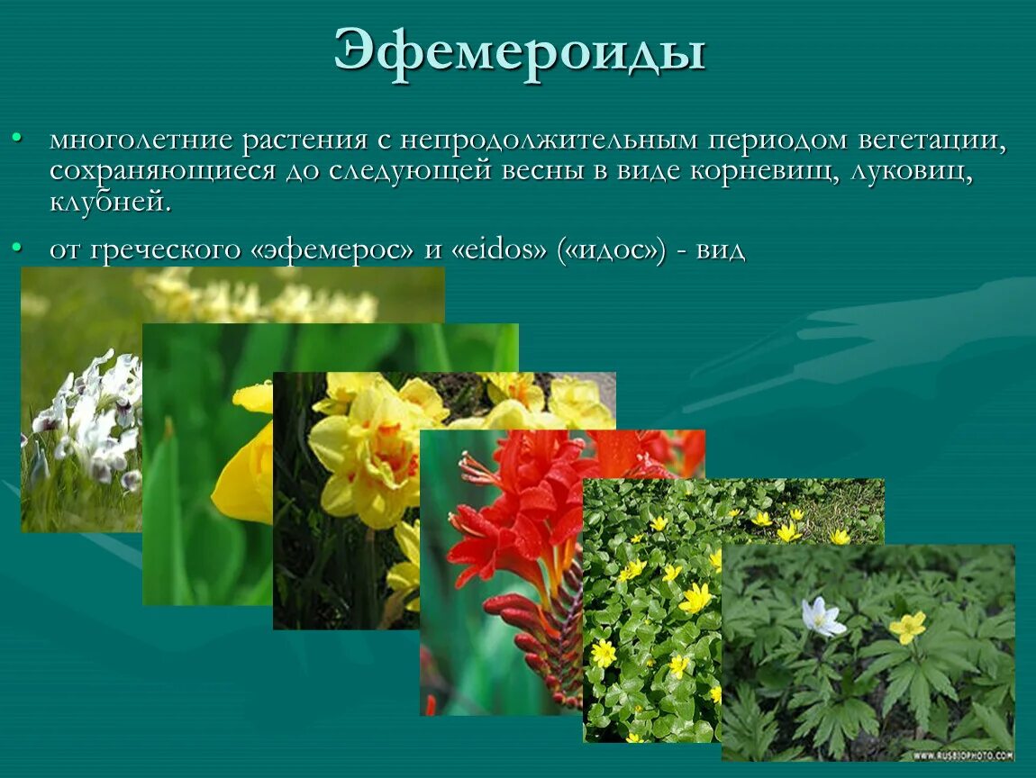 Растения эфемероиды многолетние. Теневыносливые эфемероиды. Эфемероиды степи. Эфемероиды это. Эфемероиды примеры растений.