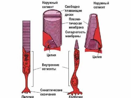 Колбочки и палочки глаза