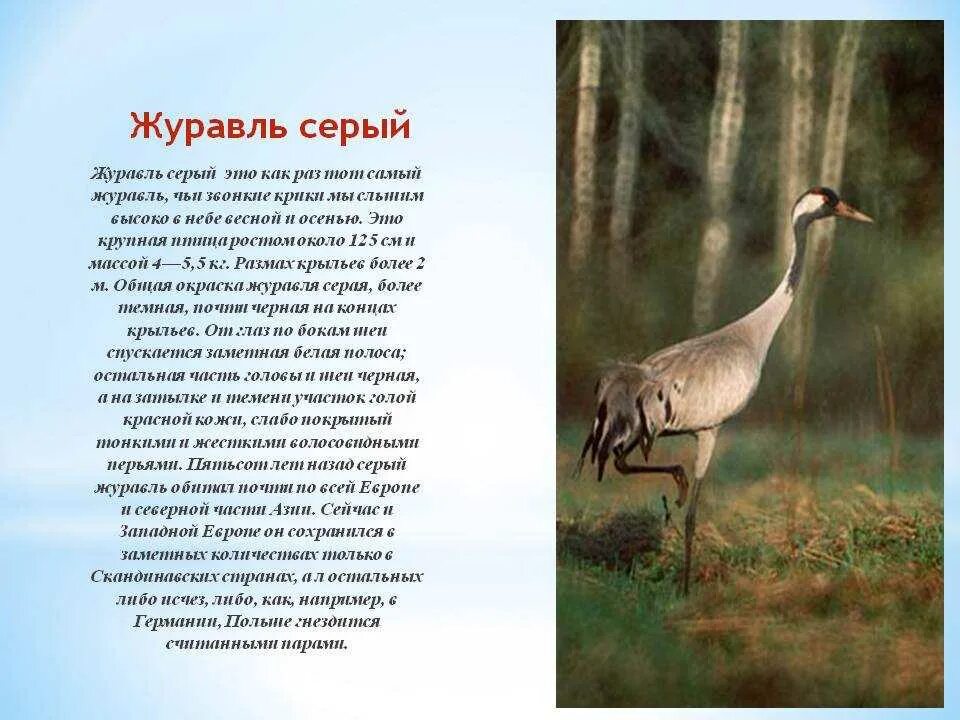 Сообщение серые