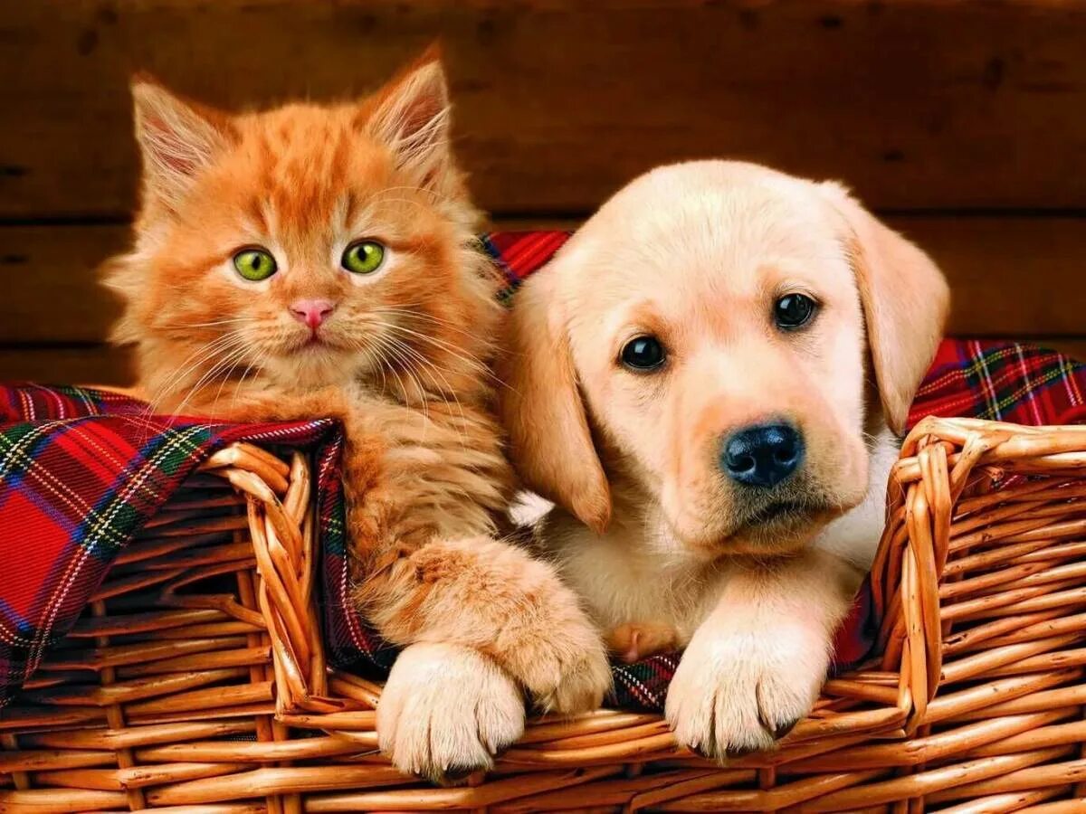 Кошечки собачки праздник урожая. Собачки и кошечки. Щенок и котенок. Красивые домашние животные. Красивые собаки и кошки.