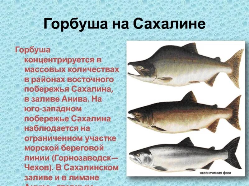 С какого возраста можно горбушу