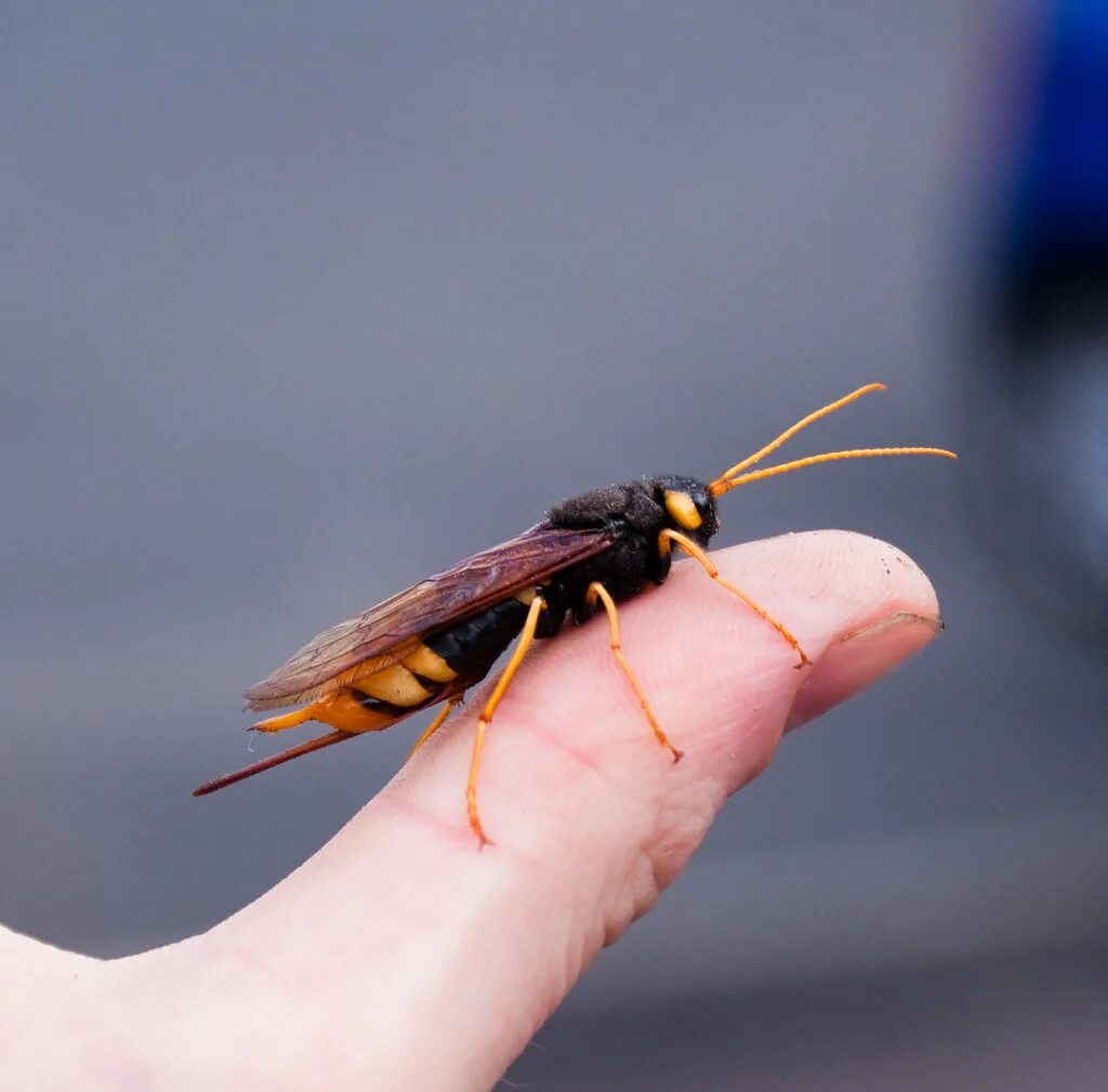 Шершень рогохвост. Рогохвост Urocerus Gigas. Жук рогохвост. Муха Шершень.