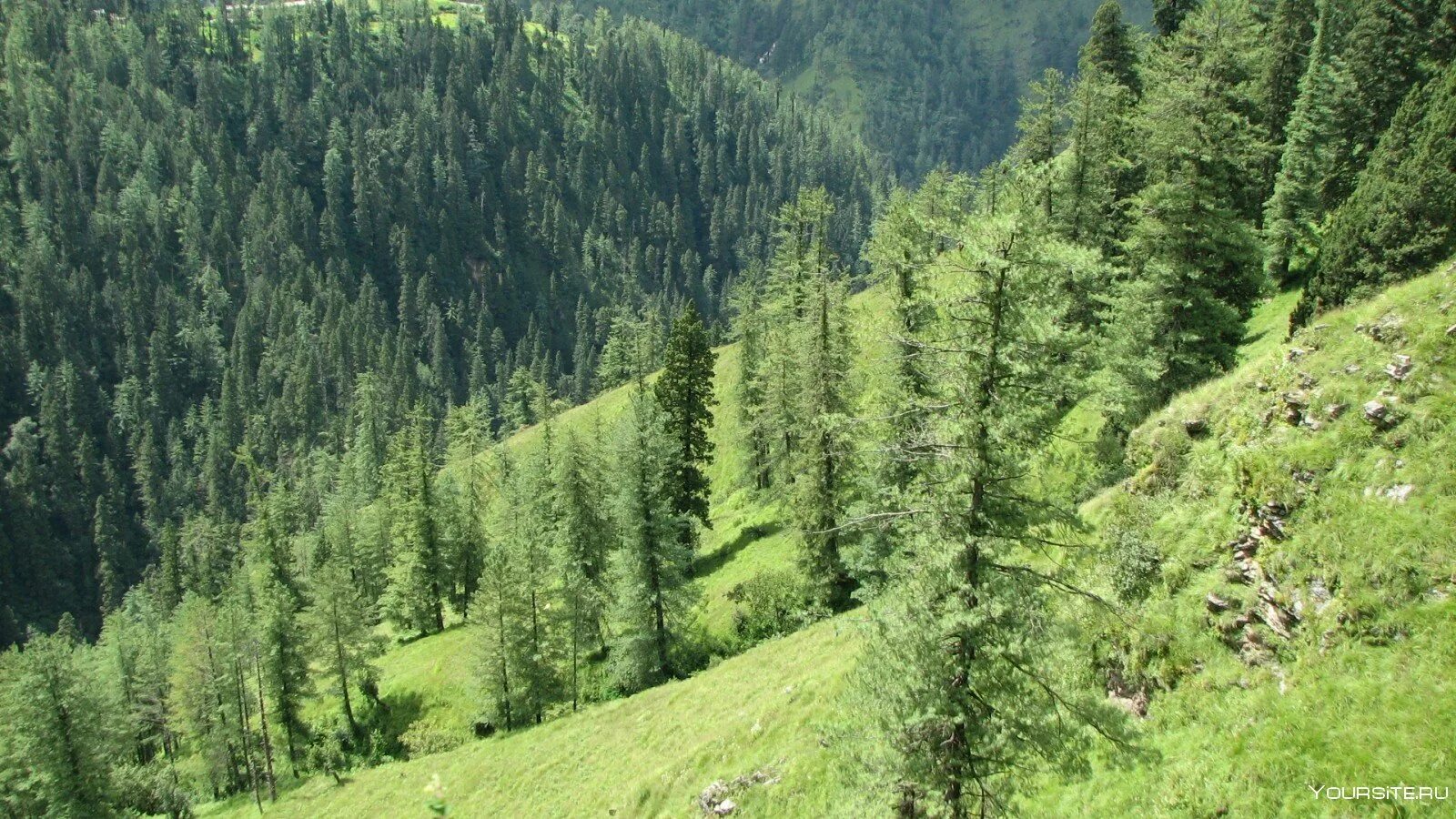 Лесные ресурсы земли. Лесные ресурсы тайги. Бореальные хвойные леса (тайга). Лесные ресурсы. Бореальные леса северной америки.