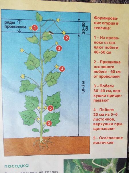 Нужно ли обрывать первые. Схема прищипывания побега огурцов. Огурцы в теплице. Пасынки у огурцов обрывать. Схема формирования куста огурца.