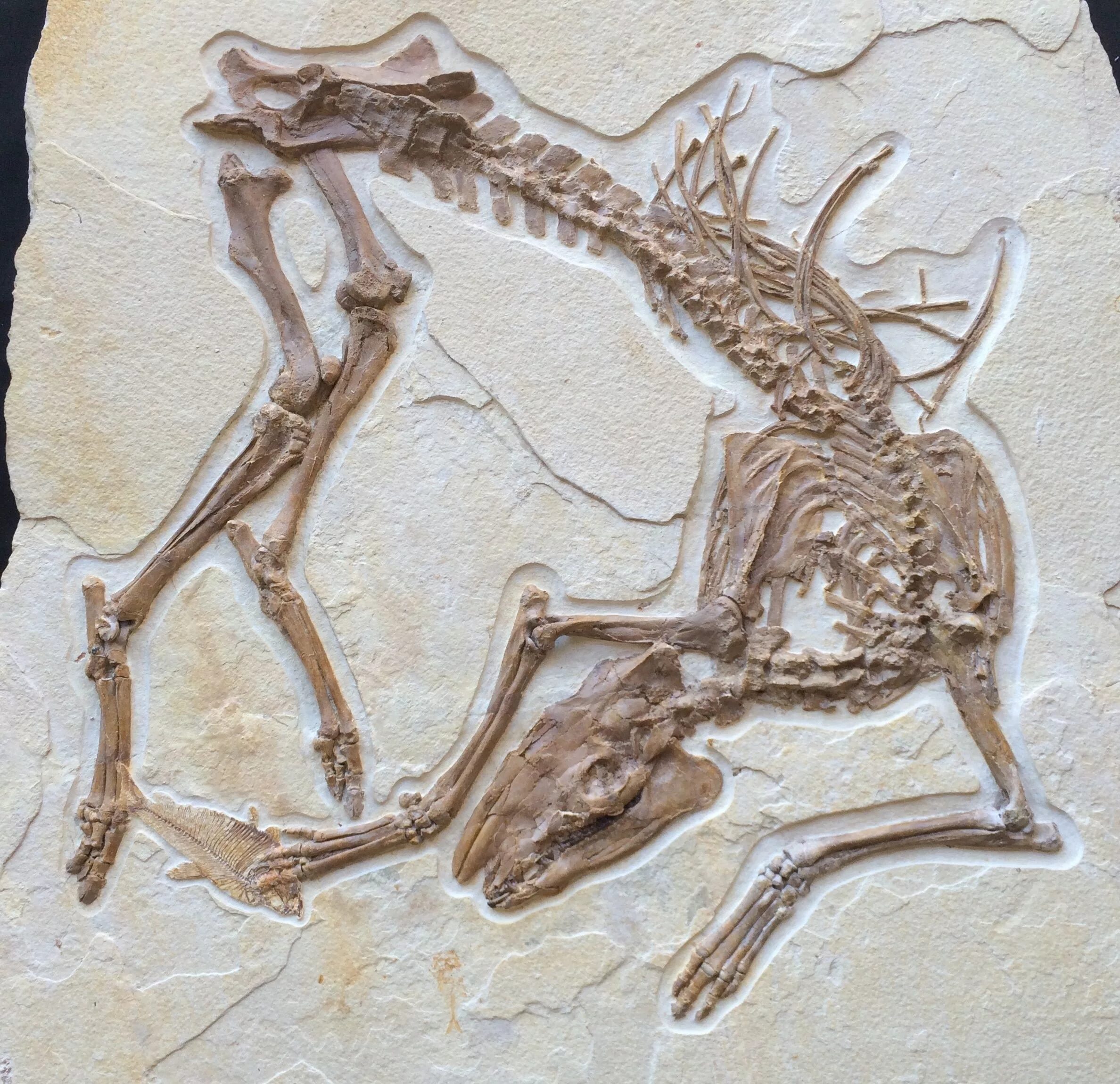 The research team an unusual fossil