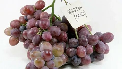 Виноград фаэтон