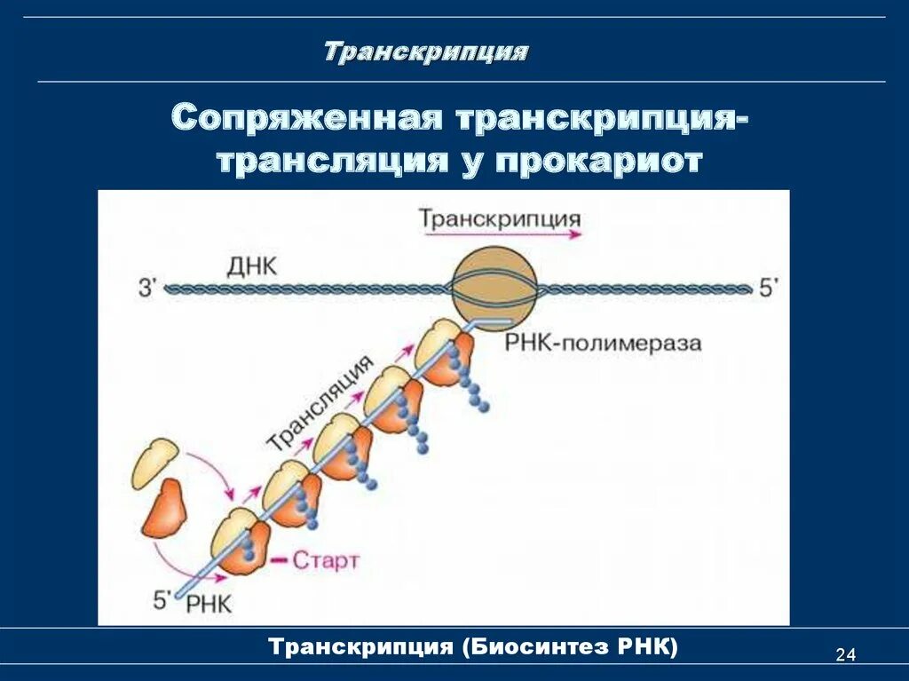 Последовательность транскрипции трансляции. Биосинтез белка репликация транскрипция трансляция. Транскрипция и трансляция в биологии. Транскрипция и трансляция РНК. Сопряженная транскрипция-трансляция.